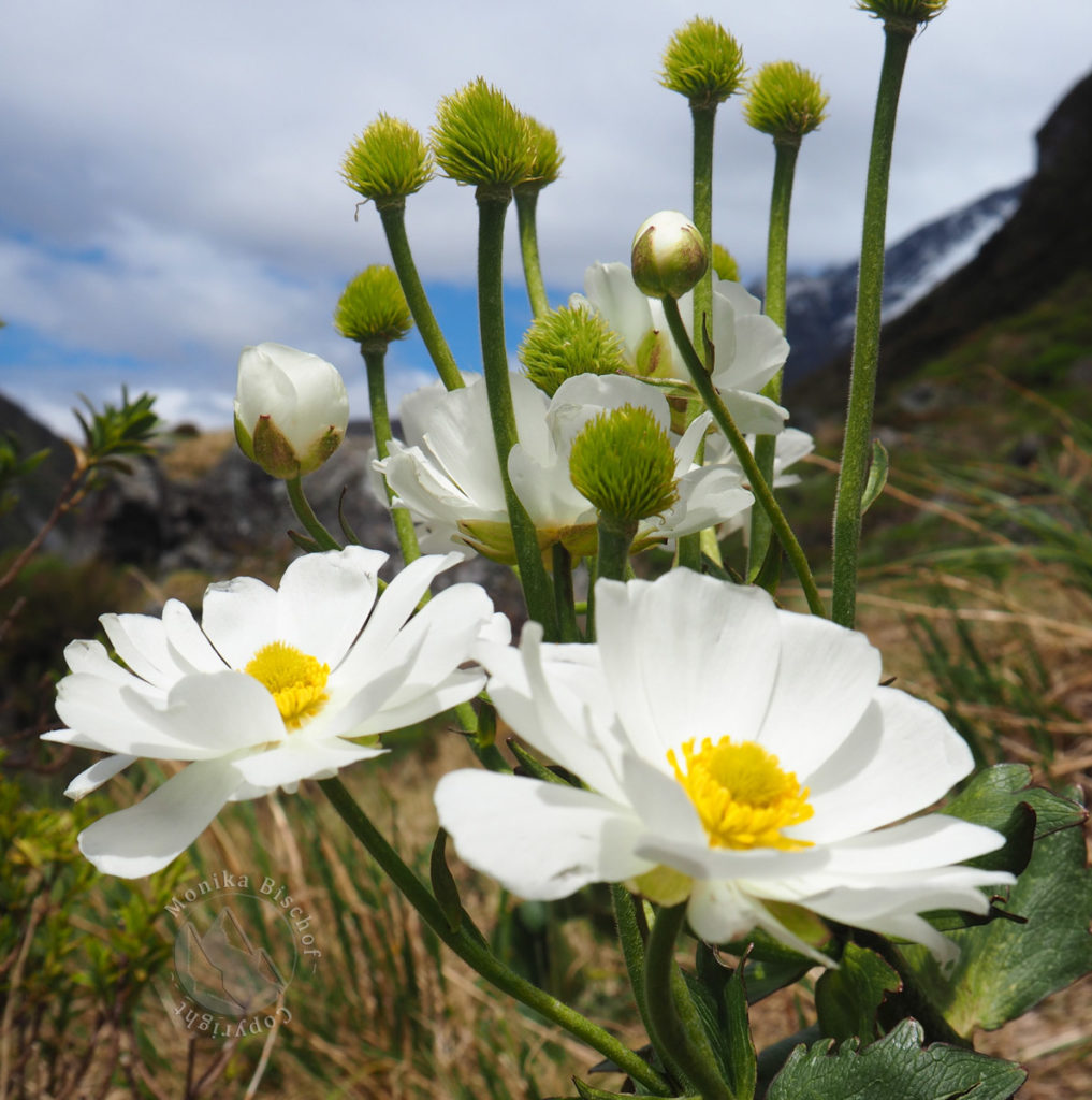 Mt Cook Lily, Ranunculus lyallii, New Zealand alpine flowers