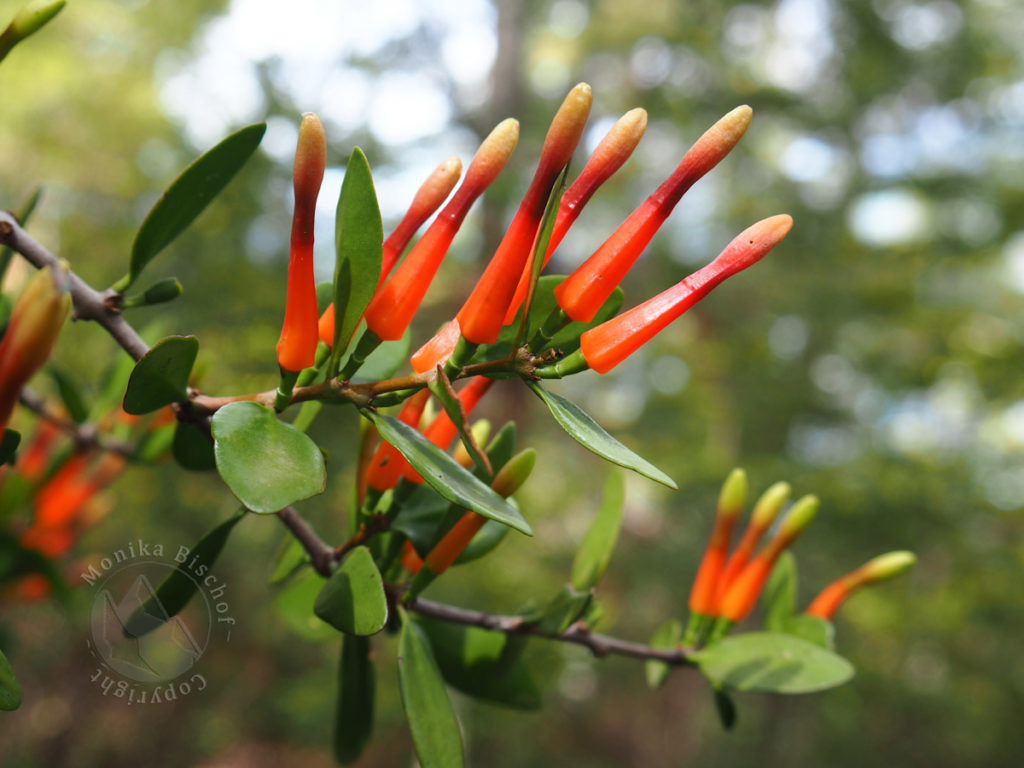 Pirirangi / Red Mistletoe - Peraxilla tetrapetala, New Zealand native flowers