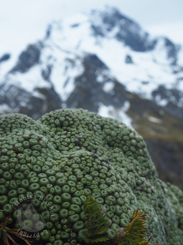 Vegetable sheep - Raoulia buchananii, Gillespie pass New Zealand