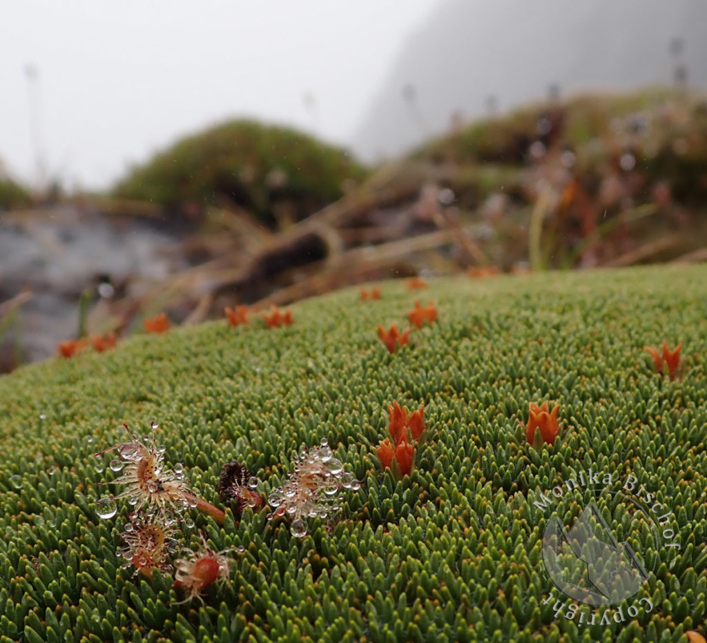 cushion plant and sundew, New Zealand alpine flowers