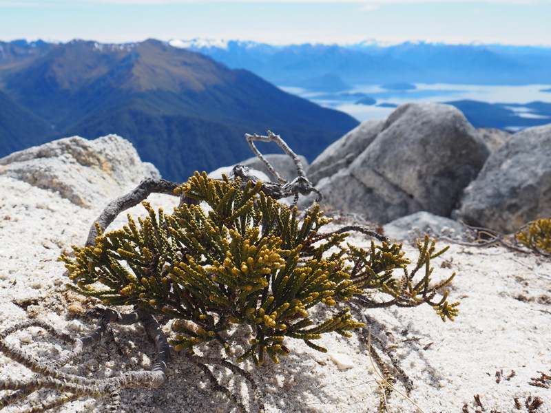 Veronica hectorii, New Zealand alpine flowers