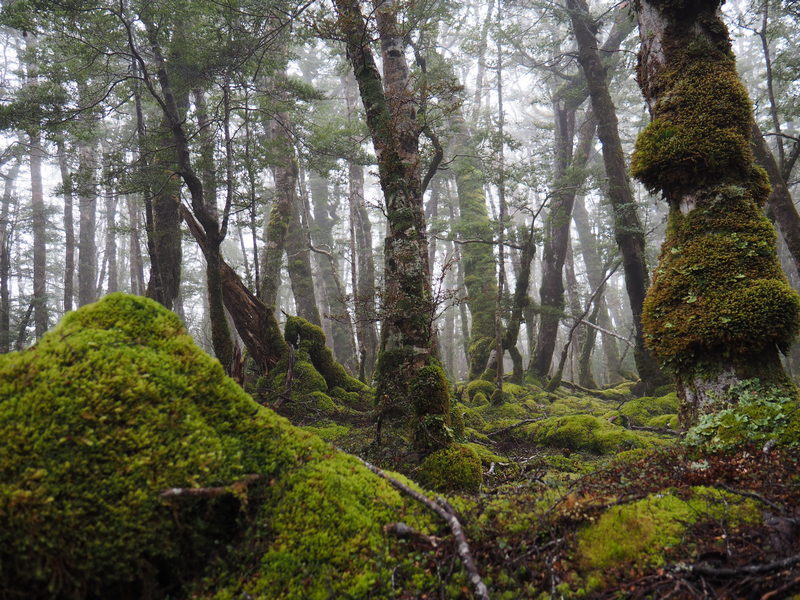 New Zealand beech forest