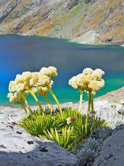 Aciphylla congesta, New Zealand alpine flowers